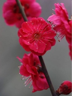 红须朱砂梅红梅花树苗，春梅花盆景盆栽素材，花园庭院阳台