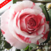 吉普赛女郎茶花玫瑰扦插嫁接进口种树苗庭院室外大红名贵大朵