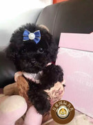 北京犬舍黑色玩具体泰迪幼犬纯种茶杯贵宾活体出售宠物狗狗幼犬