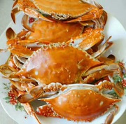 连云港野生梭子蟹公二母特产海鲜鲜活海螃蟹，鲜活飞蟹白蟹