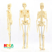 美术艺用医学标准45cm人体，骨骼模型骨骼骨架教学模型mgg101