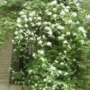 庭院 阳台盆栽攀缘花卉 七里香 木香花苗 白色黄花木香苗