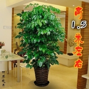 客厅办公室内盆栽大型绿植，花卉幸福树绿宝四季长青