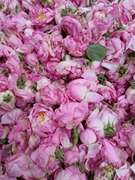 保加利亚大马士革玫瑰鲜花，5斤起拍运费到付