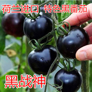 黑番茄种子特色番茄种籽小番茄，种子西红柿苗圣女果种苗黑战神