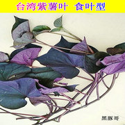 台湾紫薯苗新鲜食叶型地瓜苗 食用紫色番薯叶种苗板栗红蜜薯苗秧