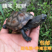 宠物活体中华草龟本地土龟 风水长寿龟镇宅龟金线龟活物水龟