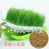 小麦芽苗菜种子豆芽水榨汁无土栽培绿色小麦草，种子水培种子