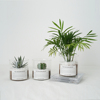 植物生活玻璃植物盆栽，袖珍椰子仙人球办公桌简约植物