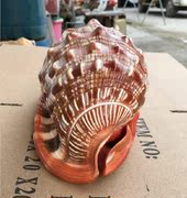 四大名螺 天然万宝螺四大名螺 海螺贝壳 海星收藏 摆设鱼缸