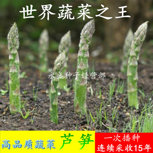 芦笋种子 多年生蔬菜种 特色蔬菜种子 蔬菜王高品质30粒装