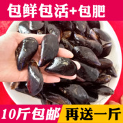 青口贝鲜活 新鲜海虹野生贻贝海鲜水产贝类半斤淡菜烧烤4元半斤