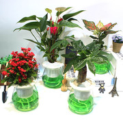 发财树栀子花卉水培玻璃，盆栽富贵文竹粉白红掌，办公室内养植物绿萝