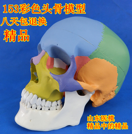 骷髅头骨模型