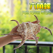 六角螺天然超大海螺，鱼缸贝壳海螺珊瑚，造景水族箱家居地台装饰摆件