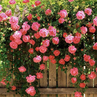蔷薇花种子爬藤月季玫瑰四季开花攀援庭院室内花卉盆栽花植物种籽