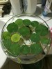 透明玻璃器皿花瓶水仙水培盆铜钱，草碗莲水培花盆，水培植物花瓶鱼缸