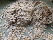 云南农家老品种，大粒南瓜子毛边生南瓜籽，带壳大粒手工饱满