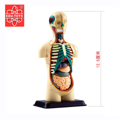 香港EDU 32片12.7cm人体解剖模型 内脏模型 幼儿园教具儿童玩具