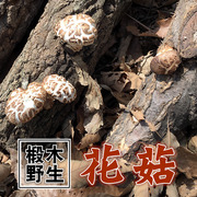 花菇秦岭椴木花菇香菇干货农家，自产大小冬菇蘑菇香茹500g装