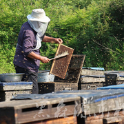 东北黑蜂椴树蜜纯正天然农家自产无添加原蜜散装2斤蜂蜜野生