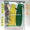 正甜68超甜水果玉米，种子高产抗病甜玉米，种子广东省农科院250克