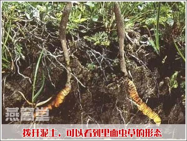 虫草在泥土里面的形态