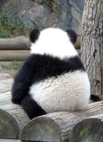 中国版功夫熊猫，超级可爱